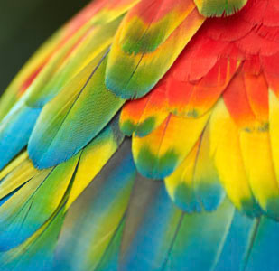 Grafik Tasarım  Eğitimi